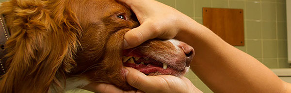 Pet dental care at Cumberland Animal Hospital